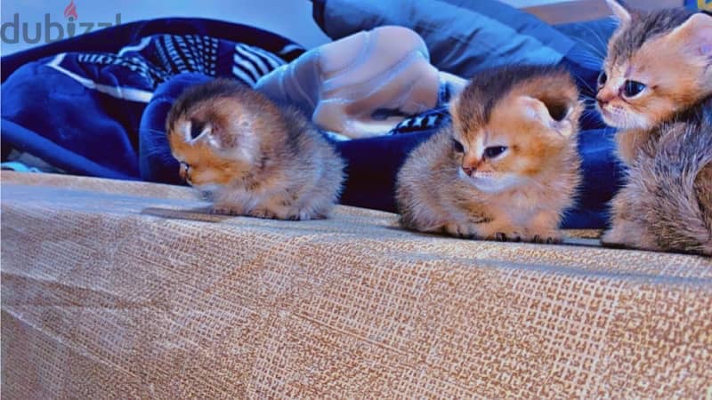 Scottish fold and straight kittens 3