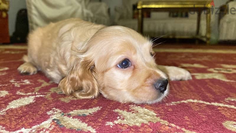 pure cocker spaniel  puppies 1