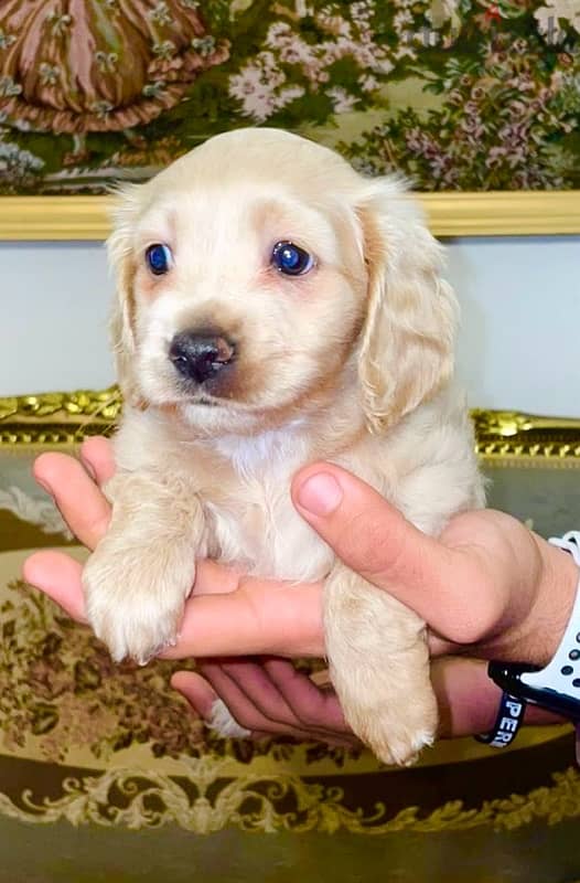 pure cocker spaniel  puppies 2