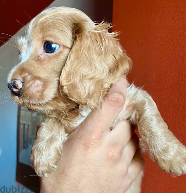 pure cocker spaniel  puppies 3