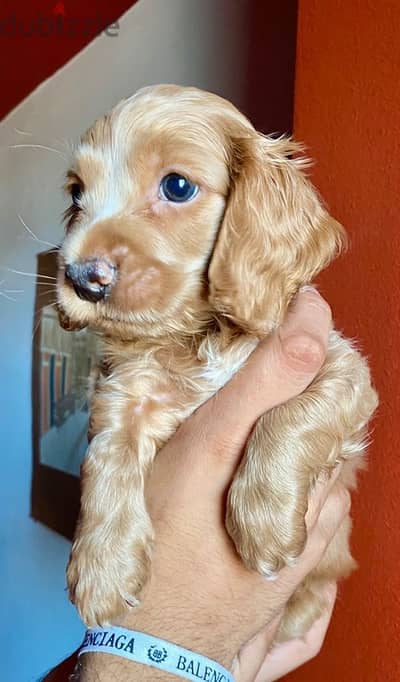 pure cocker spaniel  puppies