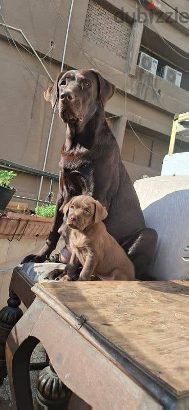 chocolate labrador puppies