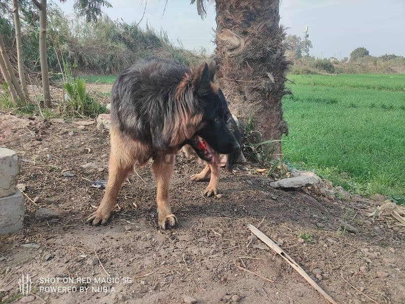 جيرمن شيبر شرس اؤمر طاعه مبيحلش 1