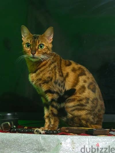 female Bengal cat /قطه بنغالي