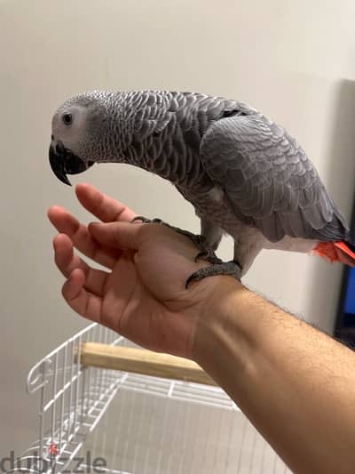 african grey - ببغاء زنجباري