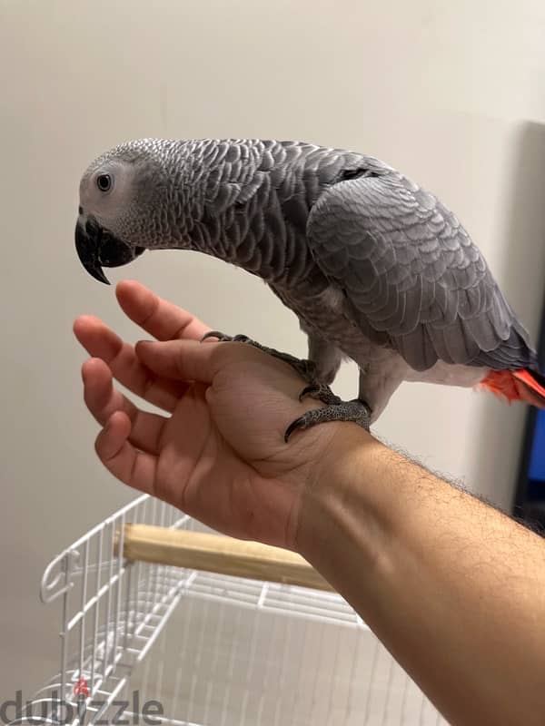 african grey - ببغاء زنجباري 0