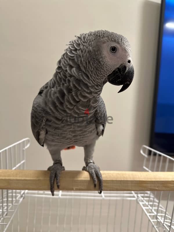 african grey - ببغاء زنجباري 1