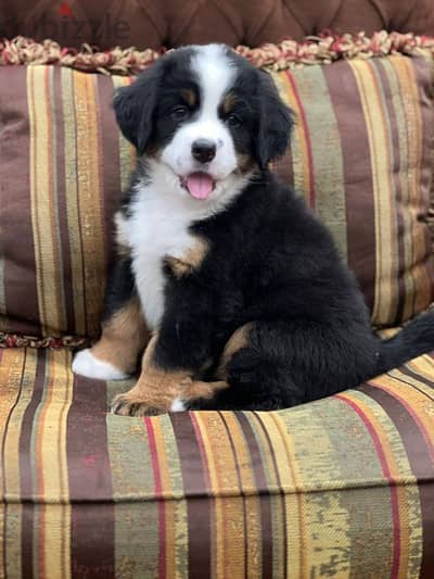 bernese mountain dog