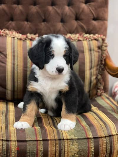 bernese mountain dog