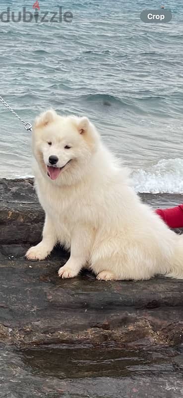 wonderful Samoyed  for sale