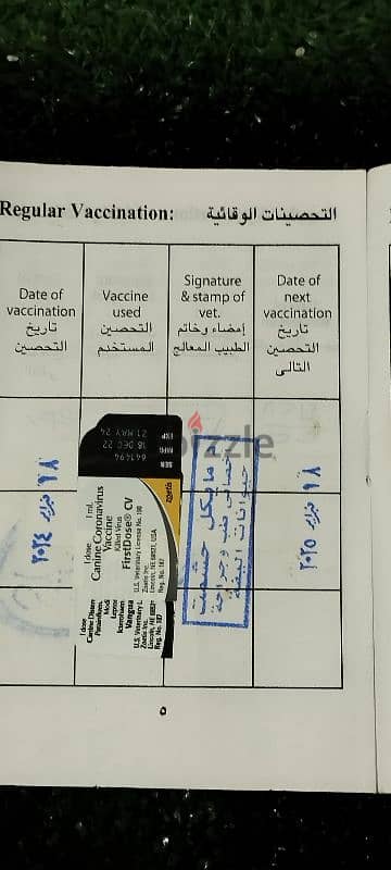 (ريتا) انثى جريفون عمر سنة مرخصة لايوجد لديها رصيد في البنك 11