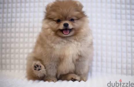 Mini Pomeranian female from Russia