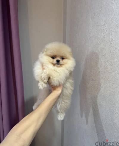 Gorgeous mini Pomeranian puppy female from Russia