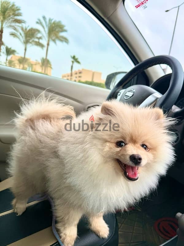 mini pomeranian dog 3