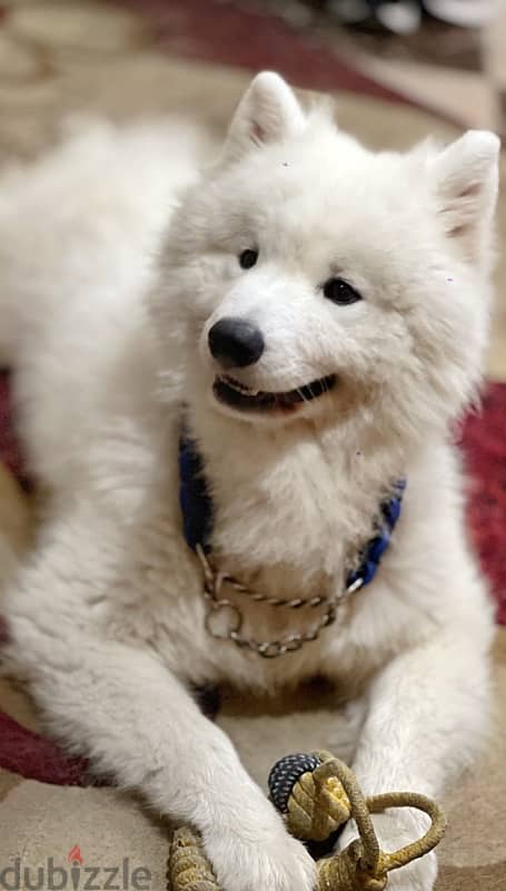 samoyed dog 2