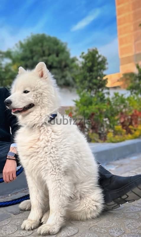 samoyed dog 1