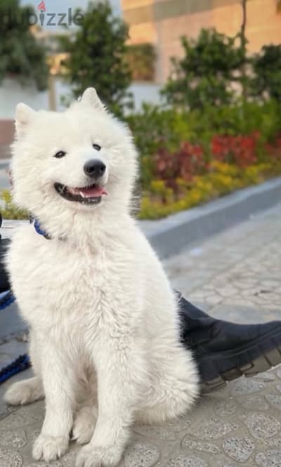 samoyed dog