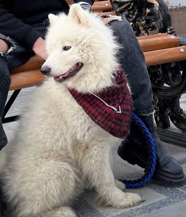 samoyed dog 3