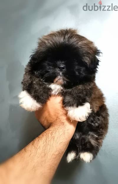 جراوي شيتزو  بيور ١٠٠٪ ألوان من النوادر shih tzu puppy