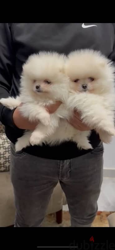 Pomeranian