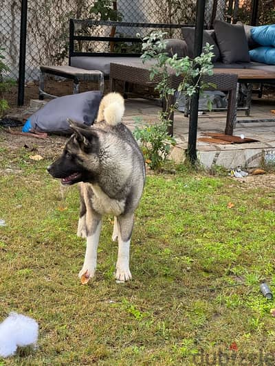 Female American Akita