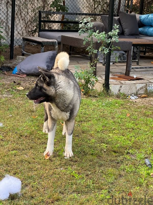 Female American Akita 0