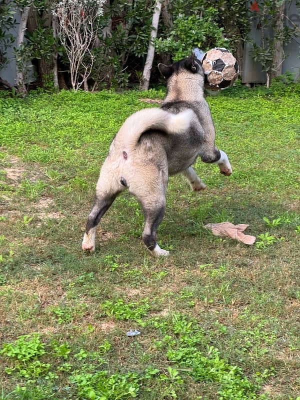 Female American Akita 3