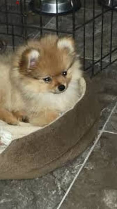 pomeranian puppies for aduption