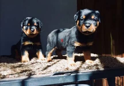 كلب روت وايلر  Rottweiler puppies