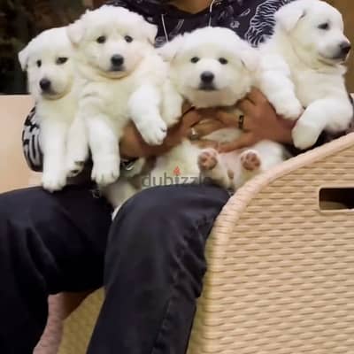 اقوي جراوي وايت جيرمن في مصر ولاد البطل بويكا - white german puppies