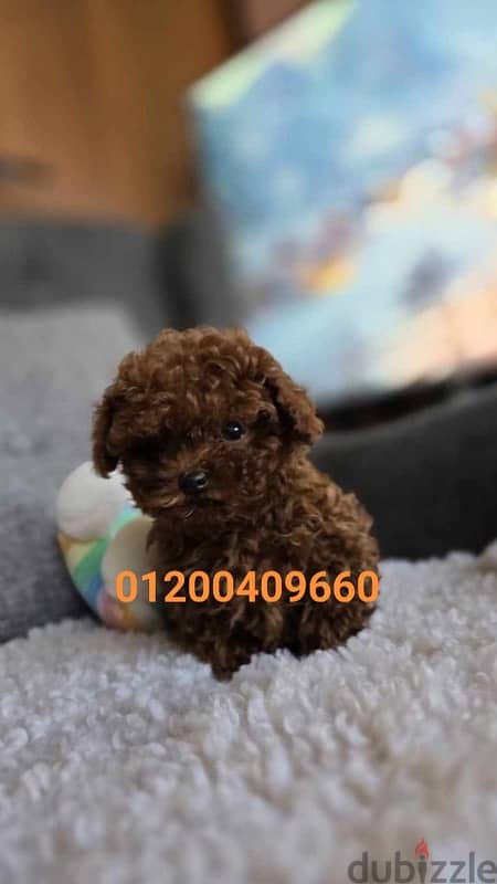 puppies poodle 1