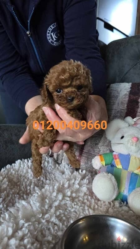 puppies poodle 2