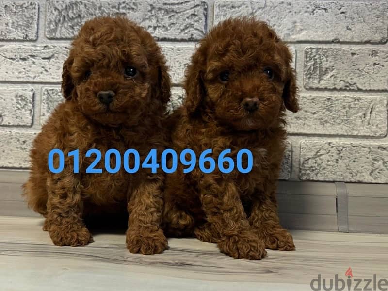 puppies poodle 1