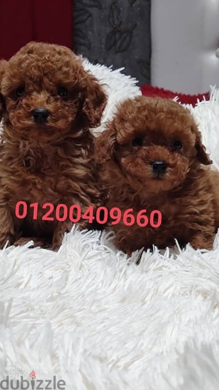 puppies poodle 2