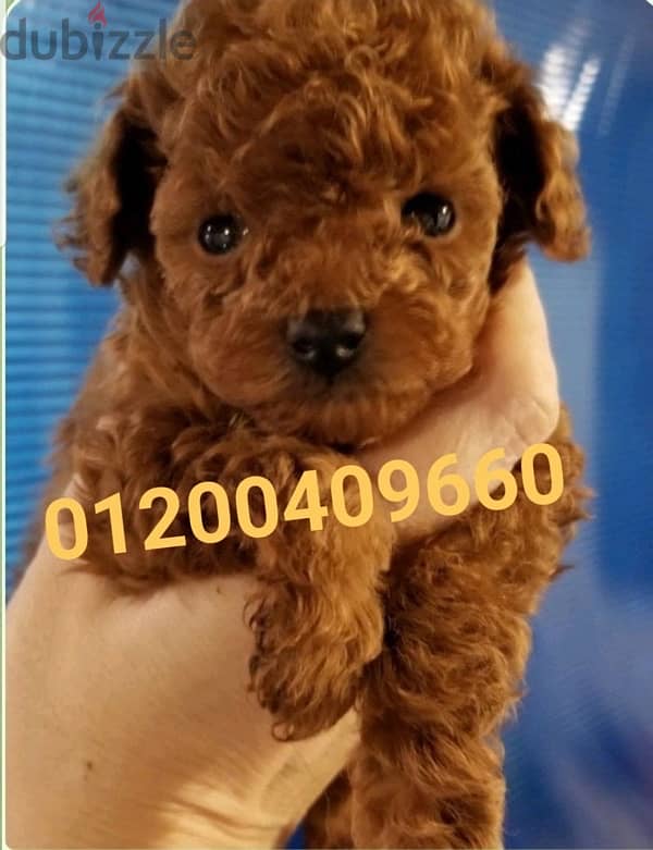 puppies poodle 1