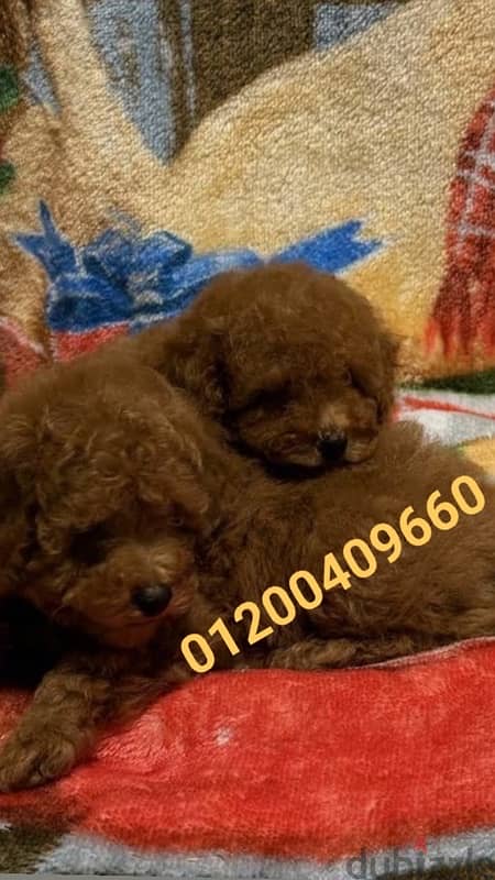 puppies poodle 2