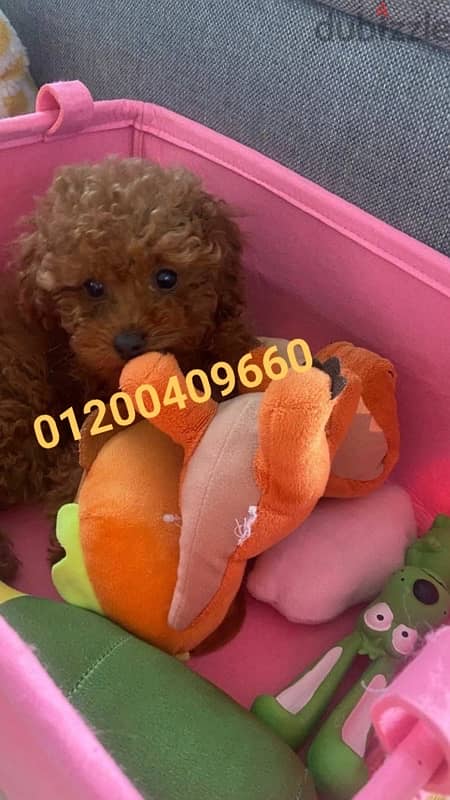 puppies poodle 3