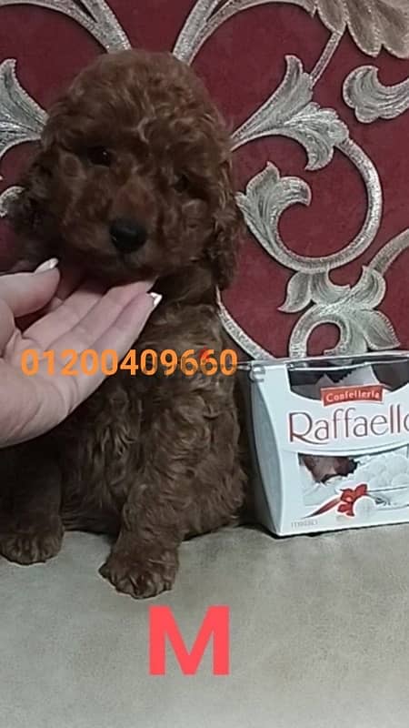 puppies poodle 1