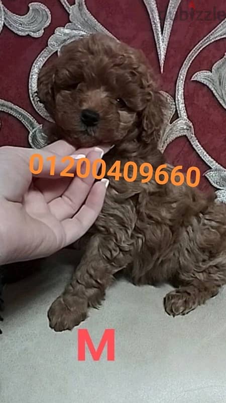 puppies poodle 2