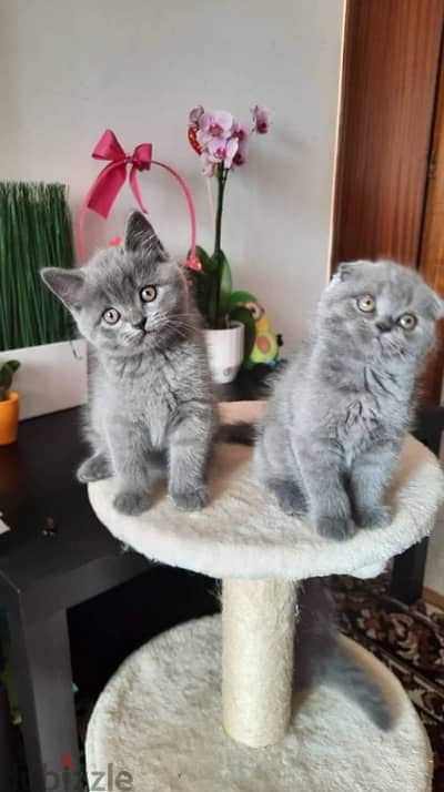 pure scottish fold kittens 55 days