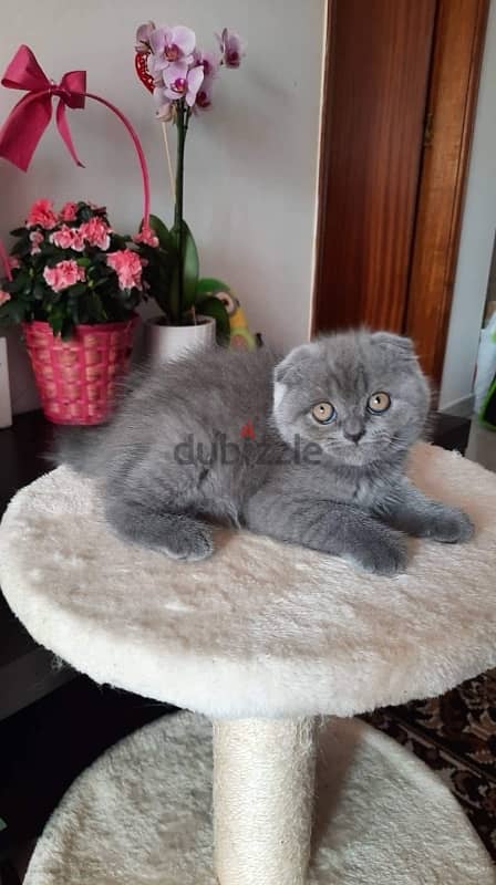 pure scottish fold kittens 55 days 1