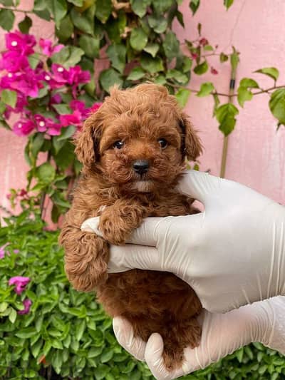 toy poodle puppies for sale جراوي توي بوودل للبيع اعلى مستوى