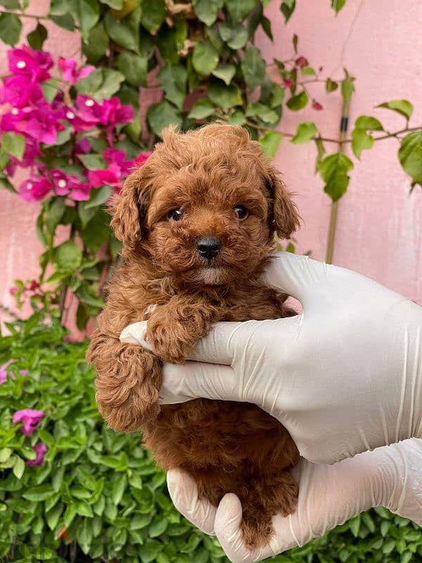 toy poodle puppies for sale جراوي توي بوودل للبيع اعلى مستوى 0