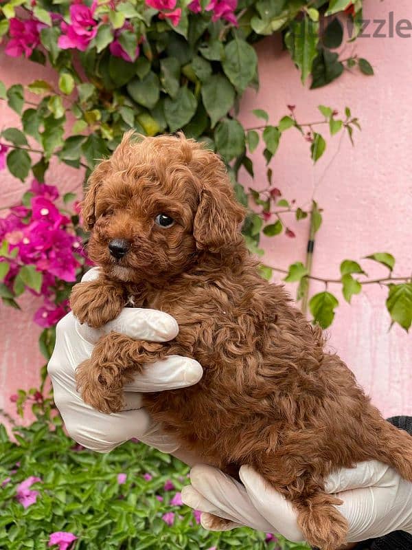 toy poodle puppies for sale جراوي توي بوودل للبيع اعلى مستوى 1