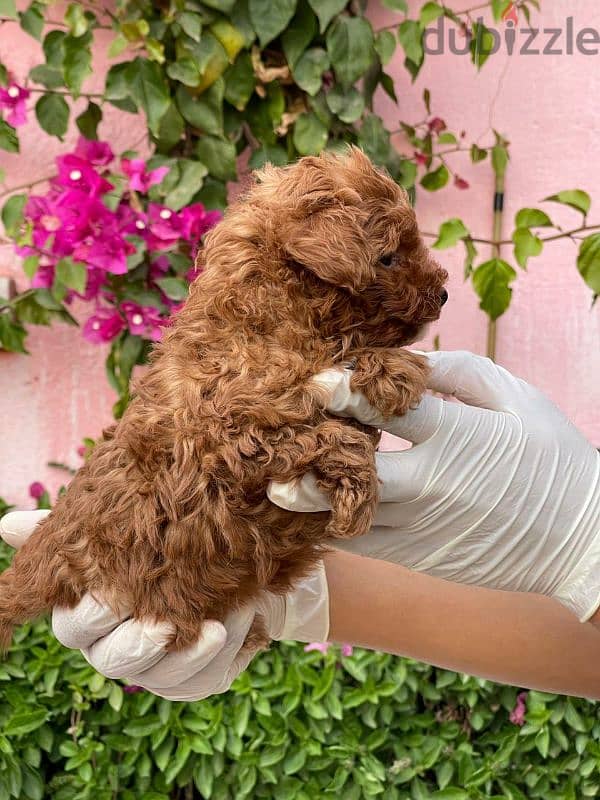 toy poodle puppies for sale جراوي توي بوودل للبيع اعلى مستوى 2