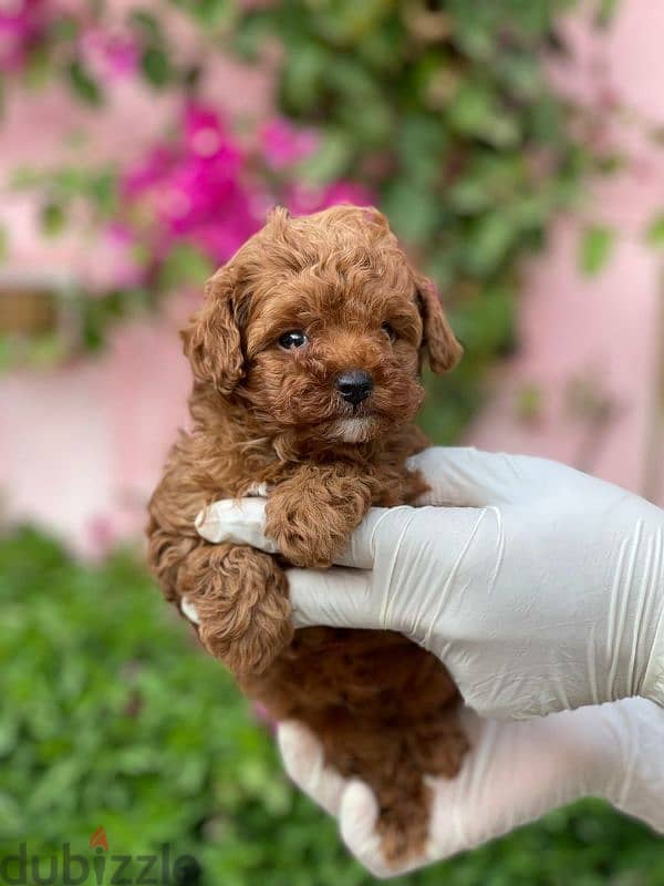 toy poodle puppies for sale جراوي توي بوودل للبيع اعلى مستوى 3