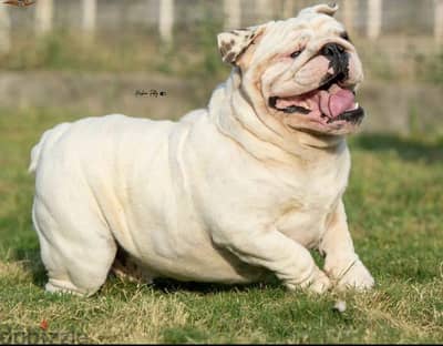 English bulldog puppies for sale in Egypt جراوي انجلش بولدوج للبيع