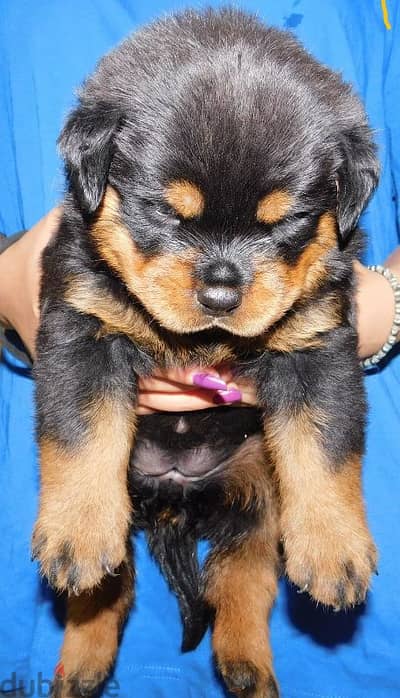 female rottweiler puppy 49 days pedigree microchip fully vaccinated