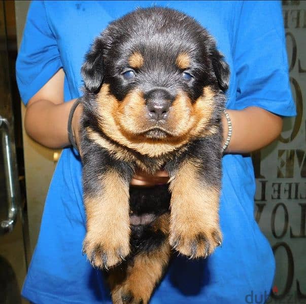 female rottweiler puppy 49 days pedigree microchip fully vaccinated 1