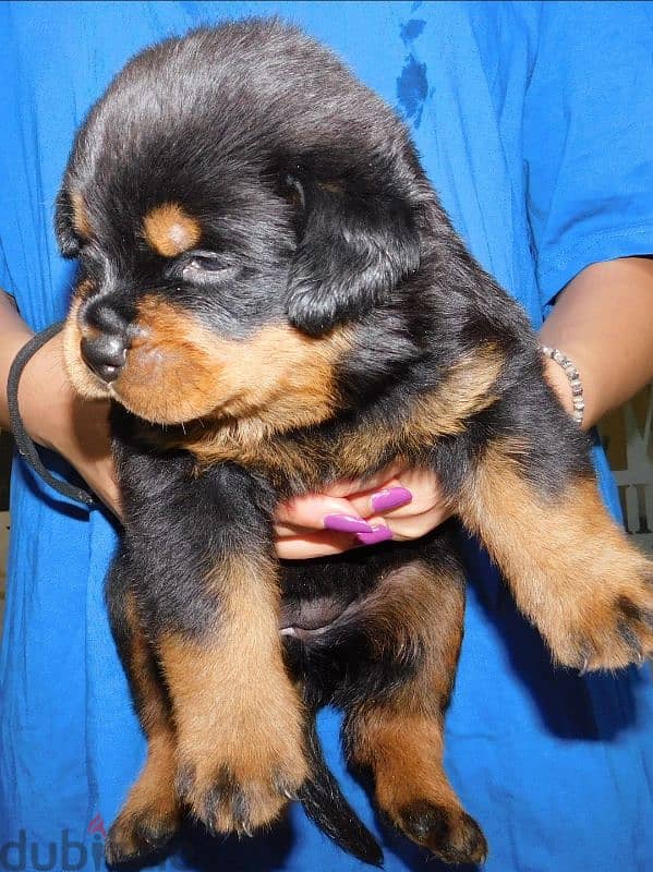 female rottweiler puppy 49 days pedigree microchip fully vaccinated 2